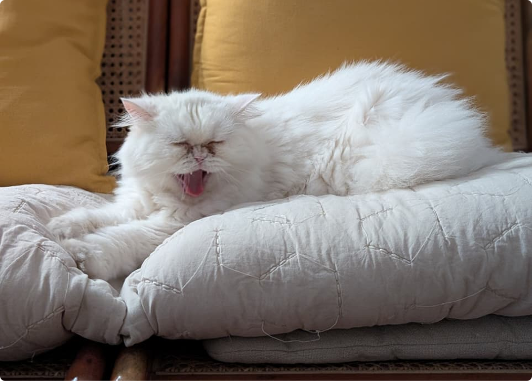 Reimaging the future of animal welfare in India.